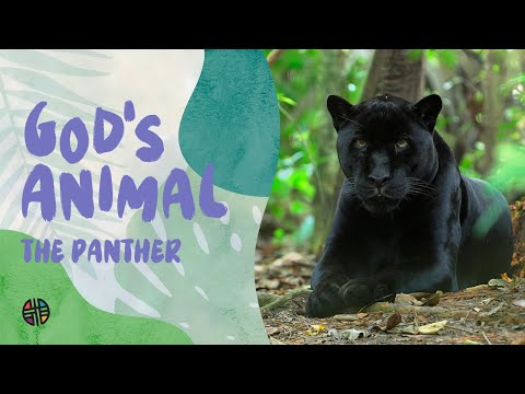 God's Animal - The Panther | Preschool