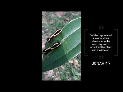 Jonah 4:6-7 | caterpillar | #35