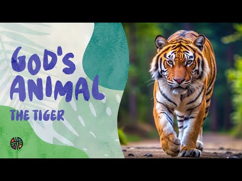 God's Animal - The Tiger | Preschool