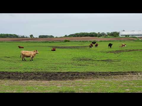 Scripture Verse By Verse  (2022) Second Kings 16:1-20