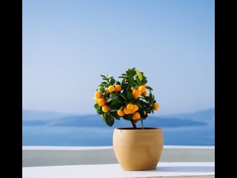 Scripture from the Lord- Remembering His Goodness -Psalms  42:4-6;83:6-9