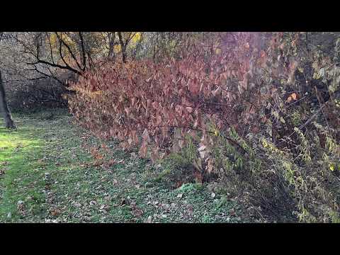 Scripture Verse By Verse  (2022)  First Kings 9:9-28