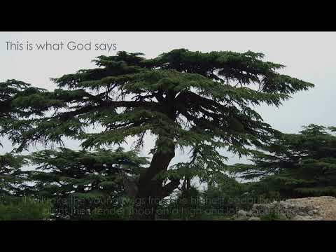 Reflection/Call to worship based on Ezekiel 17:22-24