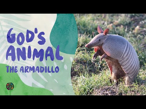 God's Animal - The Armadillo | Preschool