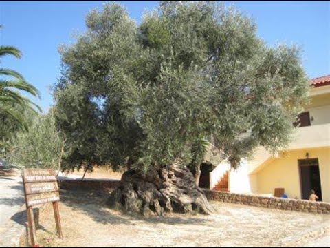 Jeremiah 11:1- 23 Tribe of Judah broke their covenant with the Lord