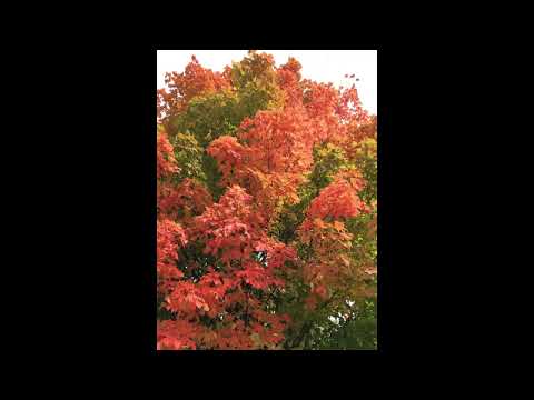 Scripture Verse By Verse (2022) First Kings 2:1-12