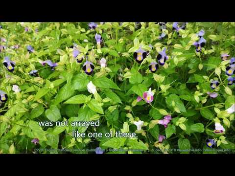 Matthew 6:28-34 | ESV