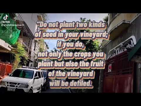 Do not plant two seed in your vineyard|Deuteronomy 22: 9-11