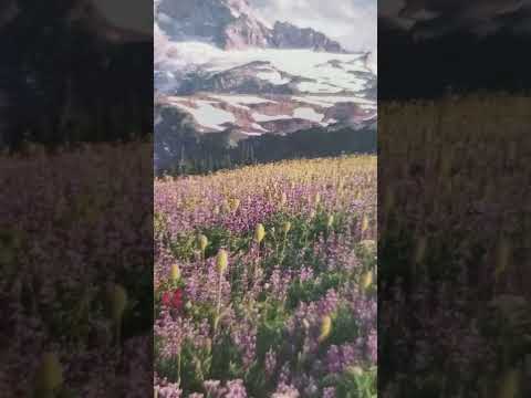 Gad and Asher are born to Zilpah Genesis 30:9-13