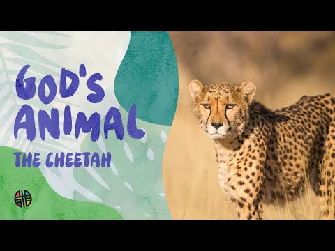 God's Animal - The Cheetah | Preschool