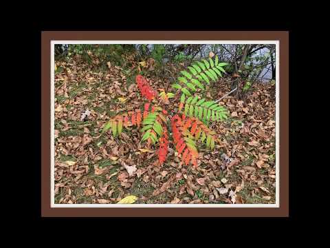 Coffee Break (5 Minutes with God) Psalm 37:10-12