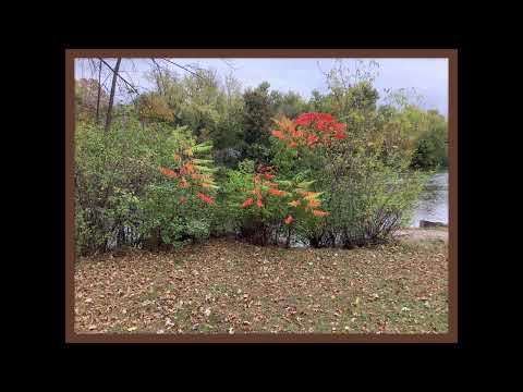 Coffee Break (5 Minutes with God) Psalm 37:13-16