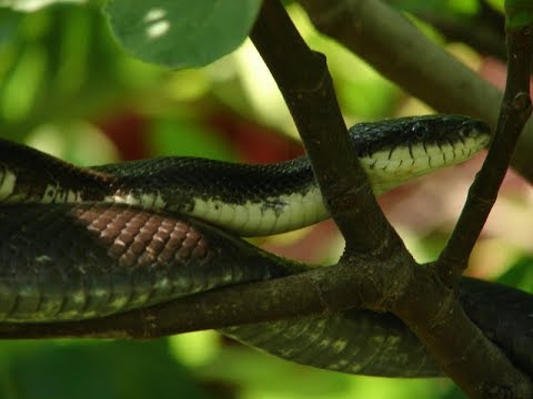 Snakes in the Fig Tree-and a Gator;  Fifty Table Joshua 19:9-22:9 skip 263