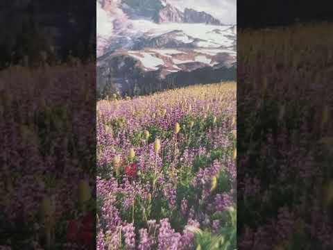 Isaac's death and burial Genesis 35:27-29