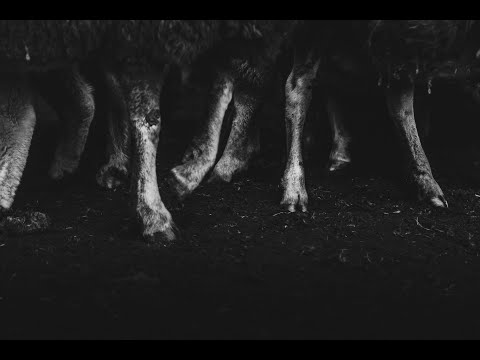 Day 33: Leviticus 8:1-11:8