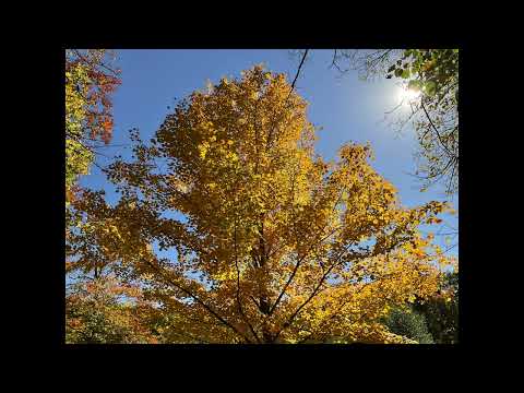 Scripture Verse By Verse  (2022)  First Kings 11:41-12:15