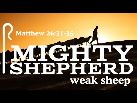 Weak Sheep, Mighty Shepherd [ Matthew 26:31-35 ] by Tim Cantrell