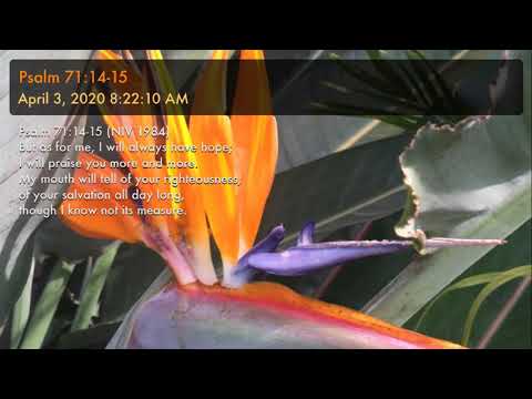 Psalm 71:14-15 - Finding Hope in Praise (Scripture song)