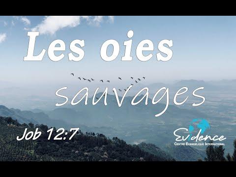 Les oies sauvages | Job 12:7 | Pasteur François Forschlé | 01/11/20