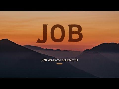 Behemoth (Job 40:15-24)