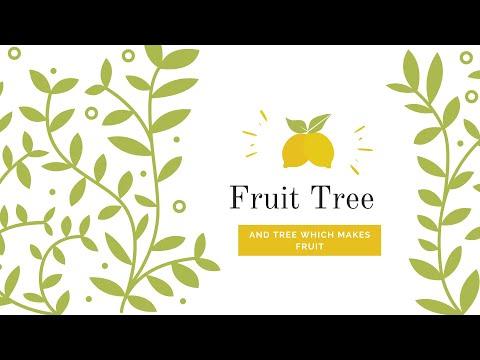 Fruit Tree: Genesis 1:11