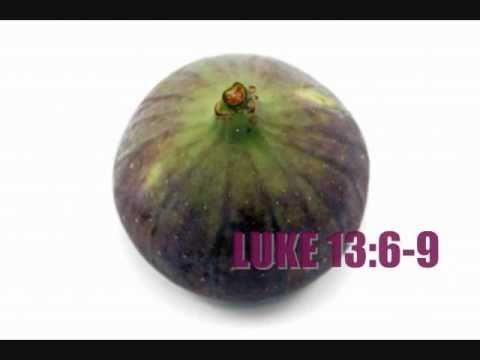 PARABLE OF THE FIG TREE LUKE 13:6-9 EIC #004