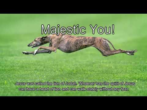 Majestic You (Proverbs 30:29-31)  Mission Blessings