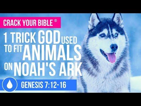 ???? How did all the animals fit on Noah's Ark? | Genesis 7:12-16