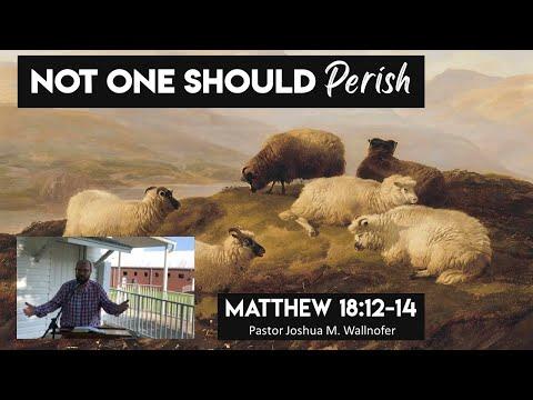 Matthew 18:12-14: "Not One Should Perish" by Pastor Wallnofer