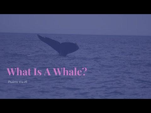 What Is A Whale? Psalms 104:26