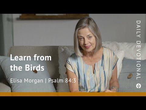 Learn from the Birds | Psalm 84:3 | Our Daily Bread Video Devotional