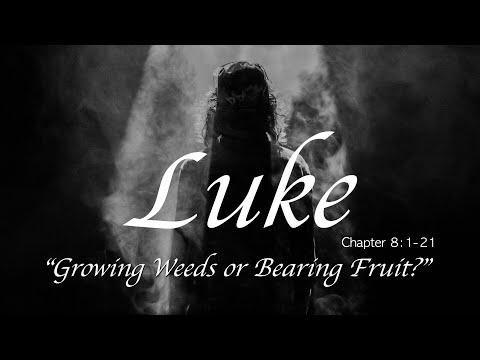 “Growing Weeds or Bearing Fruit” - Luke 8:1-21 - Calvary Chapel New Harvest - 9am Service