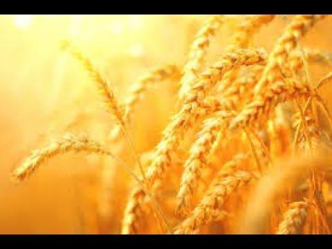 Wheat & Weeds  - Matthew 13:24-43