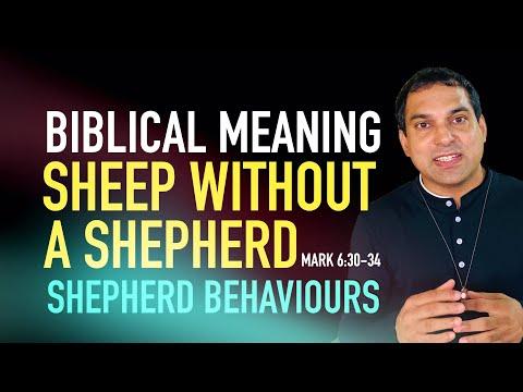 Biblical Meaning of Sheep Without a Shepherd (Mark 6:30-34)