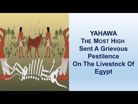 The Most High Sent A Grievous Pestilence On Egypt - Exodus 9:1-35