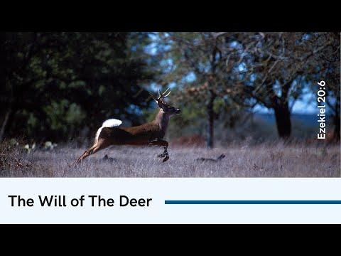 The Will Of The Deer In Us: Ezekiel 20:6