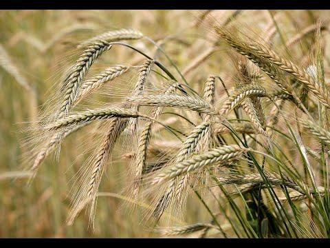 Rapture Barley Passover First Fruits (Lev 23:11-day after Sabbath)