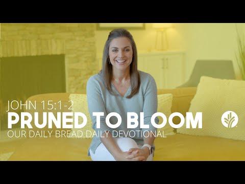 Pruned to Bloom | John 15:1–2 | Our Daily Bread Video Devotional