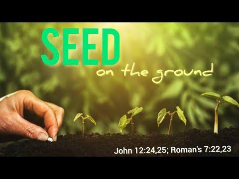 Seed On The Ground (John 12:24,25)