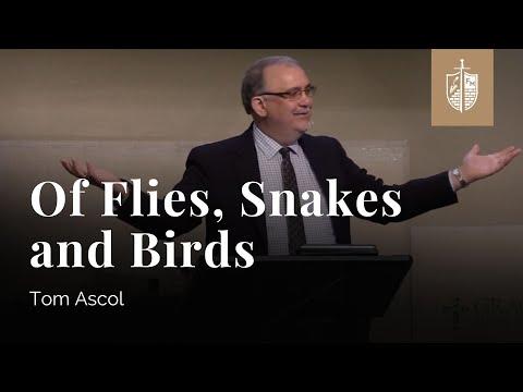 Of Flies, Snakes and Birds - Ecclesiastes 9:13-10:20 | Tom Ascol