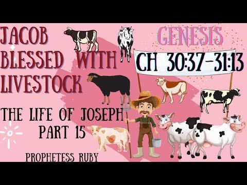 JACOB BLESSED WITH LIVESTOCK GENESIS 30:37-31:13