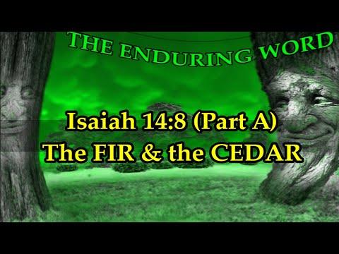 The FIR & the CEDAR  (Isaiah 14:8 - Part A)