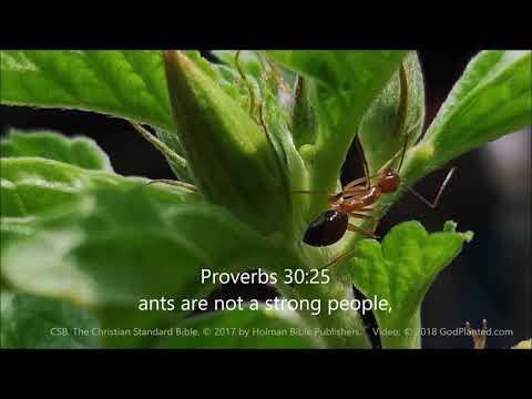 Ant on a Plant | Dec 6, 2018 | Proverbs 6:6-8; Proverbs 30:24-25 | CSB