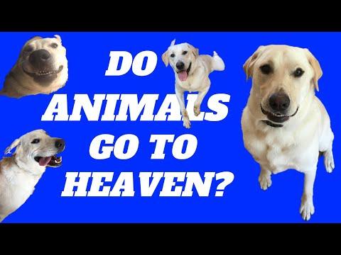 Do Cats and Dogs Go To Heaven When They Die? | Animals in Heaven| Ecclesiastes 3:18-21