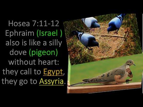 Hosea 7:11-12 Jews like a silly dove (pigeon)