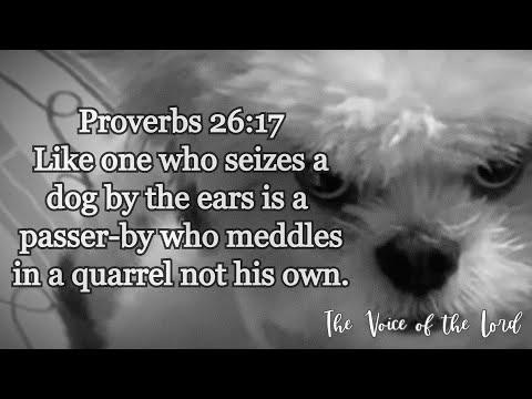 Proverbs 26:17 The Voice of the Lord  July 29, 2022 by Pastor Teck Uy