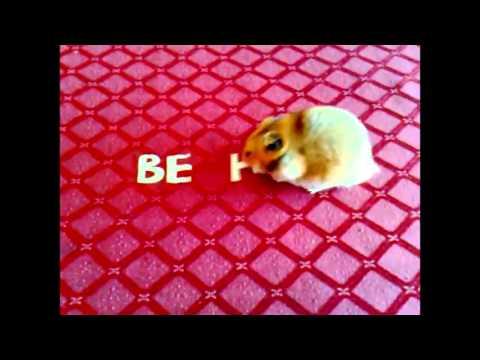 Hamster - Be Holy - Christian Video - 1 Peter 1:16 - KJV Bible - adam.mobi