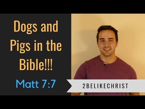 Dogs and Pigs and Holy Things || Matthew 7:6 || 2BeLikeChrist