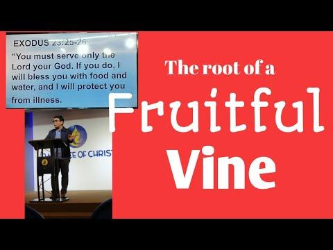 The root of  a FRUITFUL VINE Genesis 49 :22_24