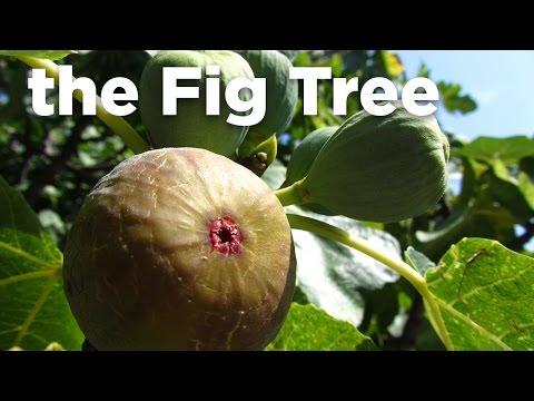the LiNK Devotional Series - "the Fig Tree" Matthew 24:32-35